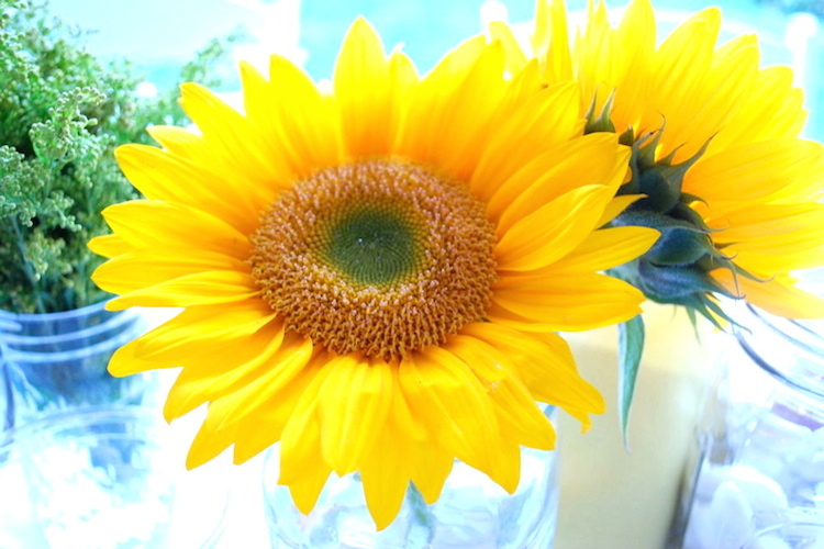 Mason Jars & Sunflowers